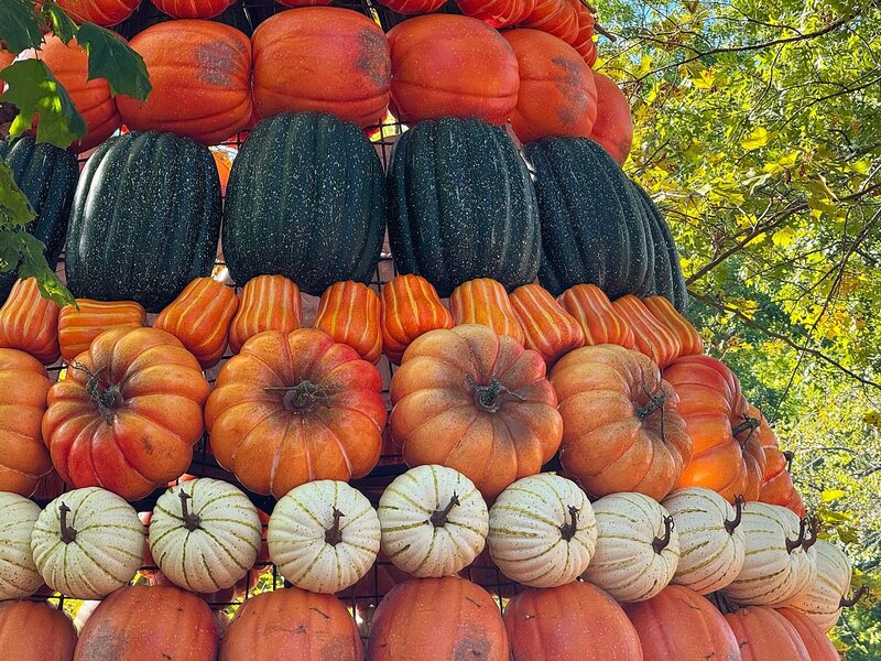 Thanksgiving Blessings